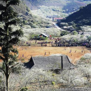 Lost in Moc Chau plum blossom forest